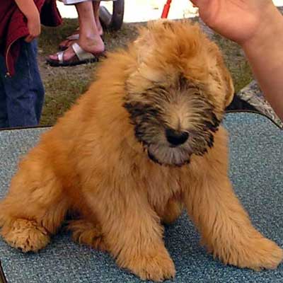 Soft coated wheaten terrier Irish