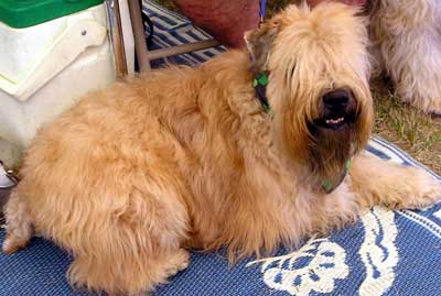 Soft coated wheaten terrier