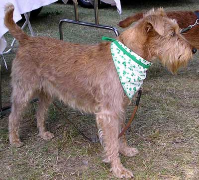 Irish Terrier wheaten