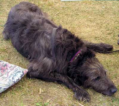 Irish Wolfhound