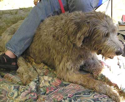 Irish Wolfhound