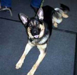 German Shepherd Police Dog in K9 Unit