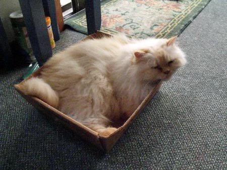 Cat Alex in his box