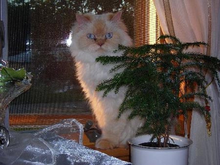 Ron Kitson's cat Alex at the window