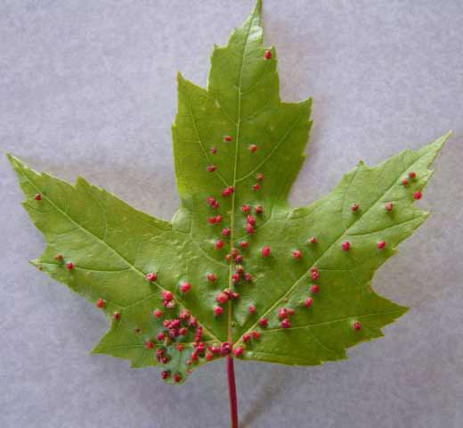 Maple Leaf with red bumps on it