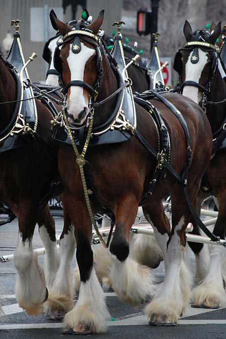 Budweiser Clydesdale horse at parade
