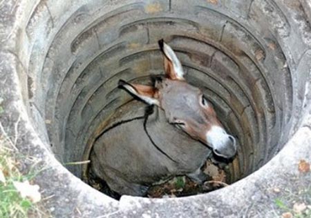 Donkey caught in a well