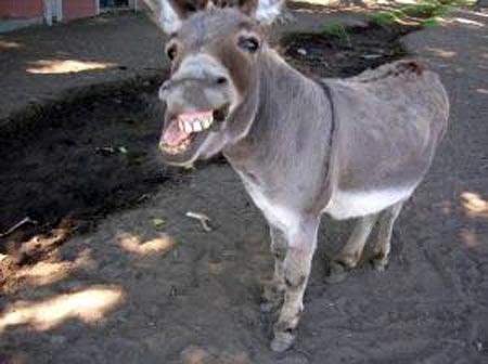 Laughing donkey