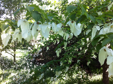 Paper Handkerchief Tree in England