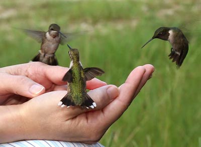 Hummingbird closeups