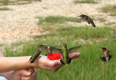 Hummingbird closeups