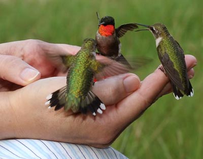 Hummingbird closeups