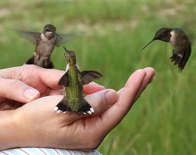 Hummingbird closeups