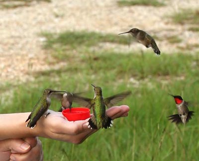 Hummingbird closeups