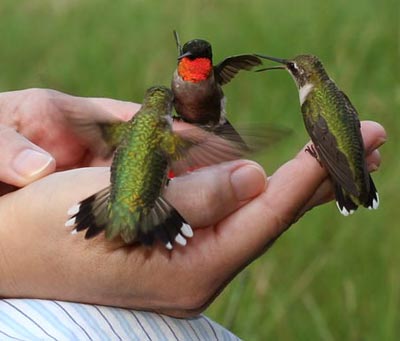 Hummingbird closeups