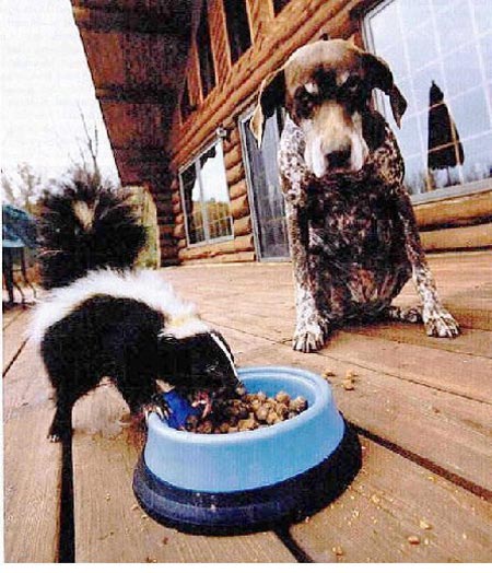 Skunk eating dog's dog food