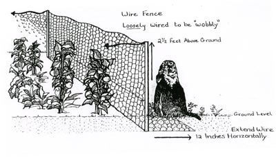 Woodchuck fence sketch Courtesy of The HSUS