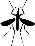 mosquito