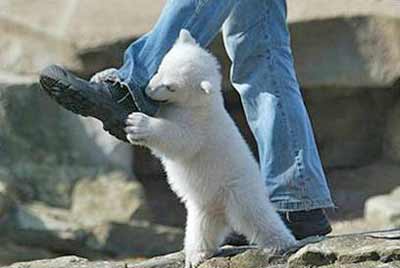 baby polar bear attacks a man's leg