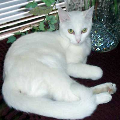 White Cat - Maggie May - Dennis Kleinweber