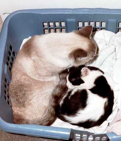 cats in laundry basket