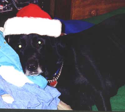 Black Labrador Retriever Conan