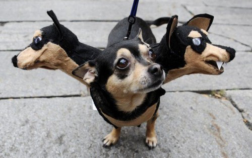 Dog in Halloween costume