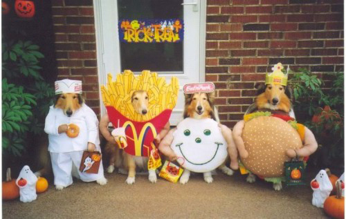 Dog in Halloween costume