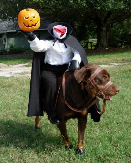 Dog in Halloween costume