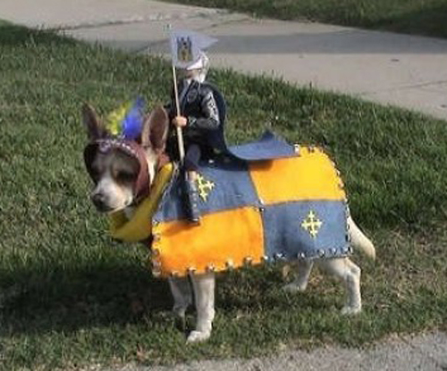 Dog in Halloween costume