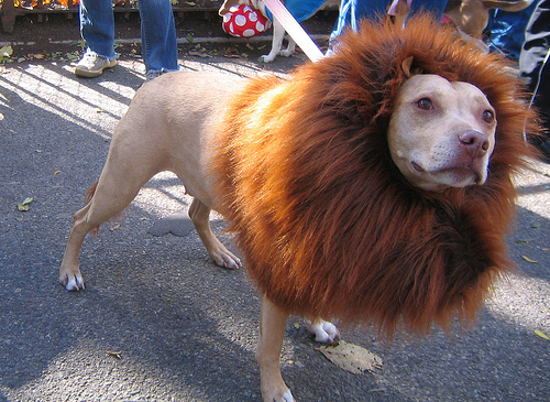 Dog in Halloween costume