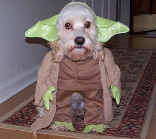 Dog in Halloween costume