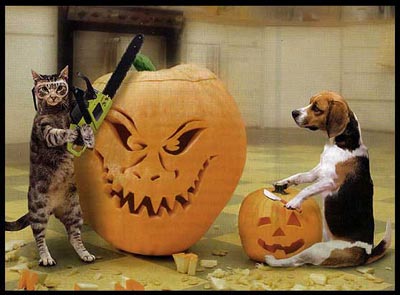 Cat and Dog dressed up for Halloween