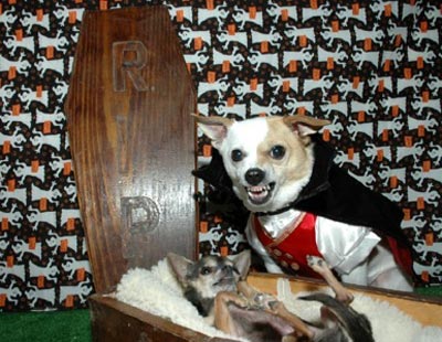 Dog dressed up for Halloween