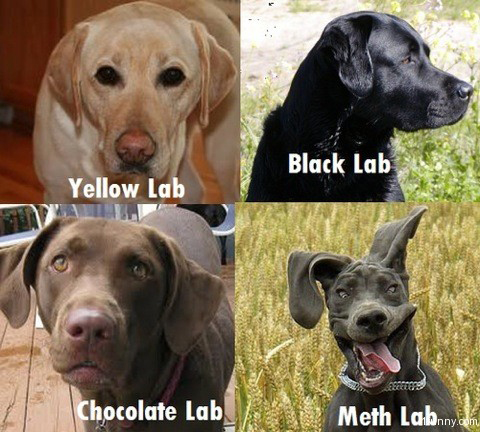 different kinds of labs