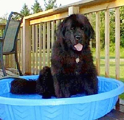 Sable the newfoundland - Newfy