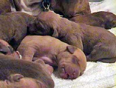 Rhodesian Ridgeback Puppies