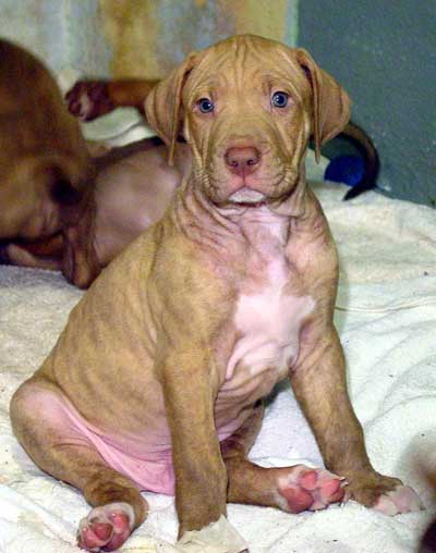 Rhodesian Ridgeback Puppies