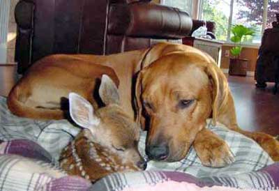 Rhodesian Ridgeback dog with baby deer fawn