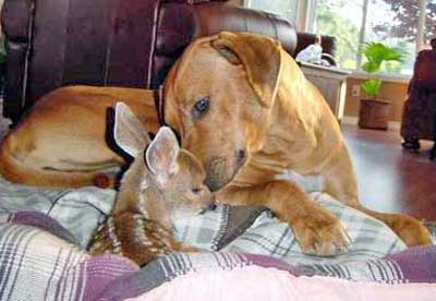 Rhodesian Ridgeback dog with baby deer fawn