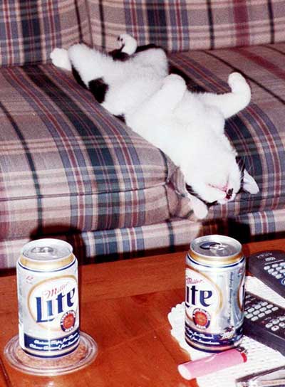 Riley the cat with beer