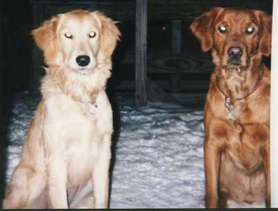 Eileen Tucci's Golden Retrievers