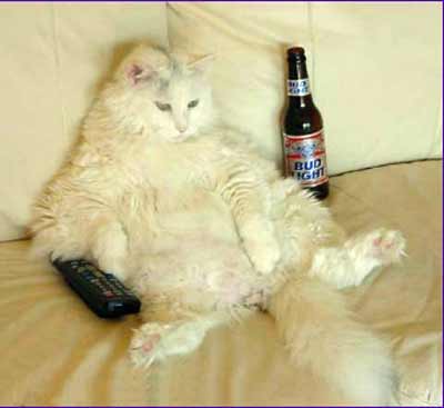 Cat with beer and TV remote