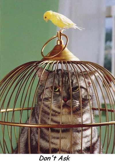 cat in a bird cage with bird on top
