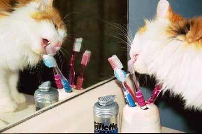 cat licking toothbrush
