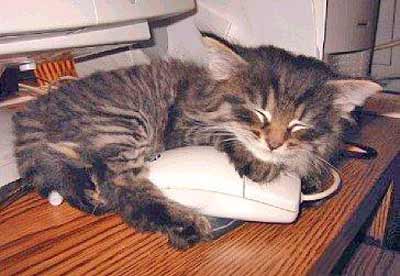 cat with computer mouse