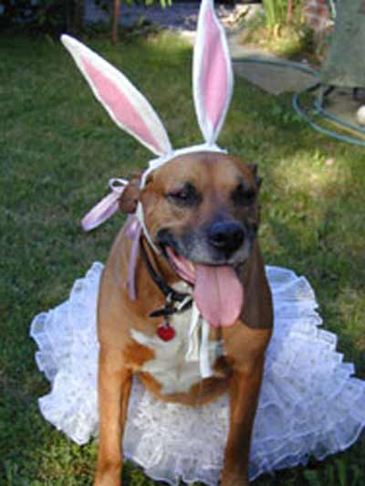 dog with bunny ears