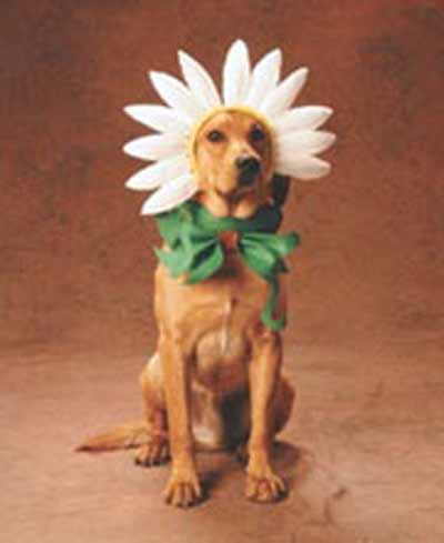 dog with flower hat