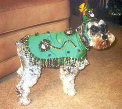 dog in crazy green outfit