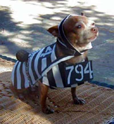 dog in prison clothes